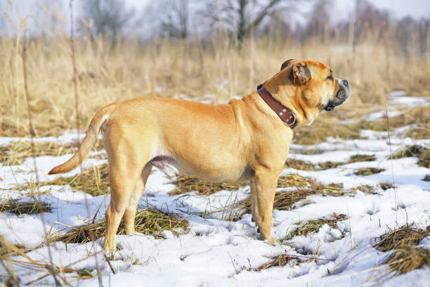 La_race_Dogue_de_Majorque